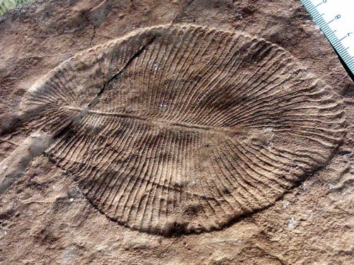 The Ediacaran enters the tree of lifeThis is a fossil of Dickinsonia, one of the more iconic members