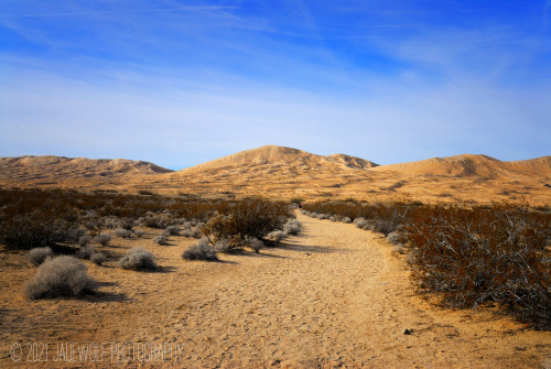 Kelso DunesMojave National Preserve, California