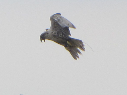 Alan in flight