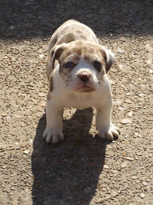 handsomedogs:The newest addition to the family. Her name is Tilly and she is a Alapaha Blue Blood