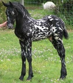 scarlettjane22:  Mystic Warrior. &frac34; Friesian and &frac14; Appy stallion http://blog.petflow.com/ 