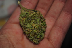 mary-jane-wanna:  Some fresh bud.  