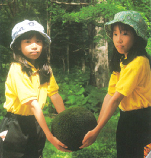 imaginedsoldier:cormy:The largest spherical marimo confirmed in Lake Akan was approximately 30cm in 