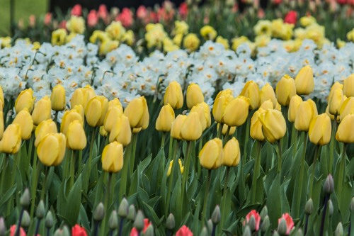 Keukenhof Gardens, Netherlands