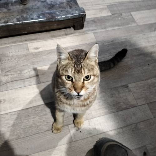 Boss Cat