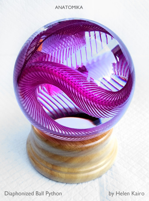 anatomica-preservation:Ball Python Skeleton in a glass globe