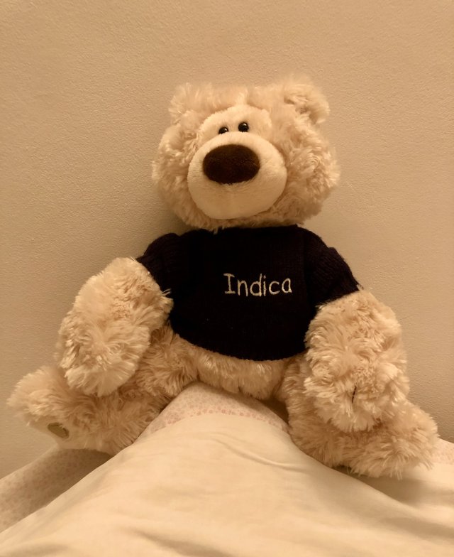 Teddy bear wearing a t-shirt which has 'Indica' on the front.