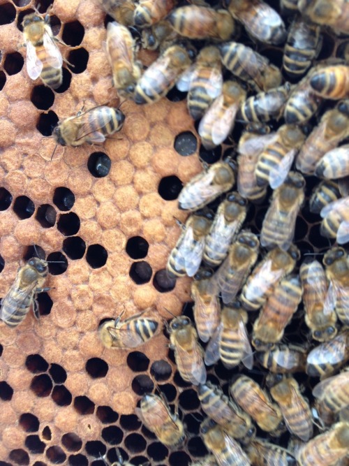 urban beekeeping