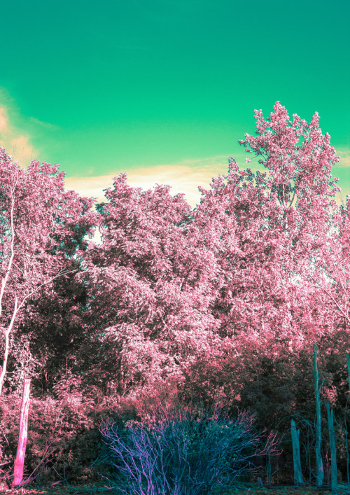 Untitled by areasmina