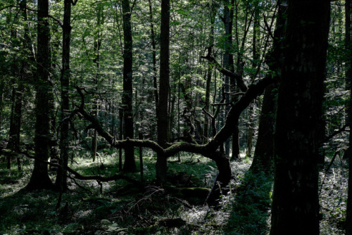 Białowieża Forest, Poland by Stovin