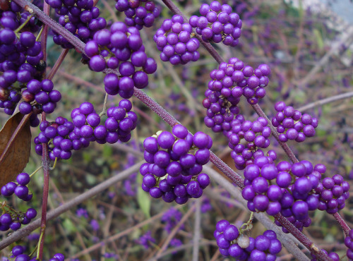 Callicarpa shikokiana, Shikoku beautyberry