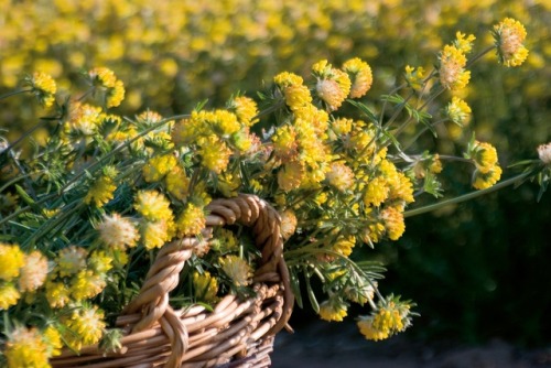 botanical-inspiration:  Anthyllis vulneraria (common kidneyvetch, kidney vetch, woundwort) is a medi