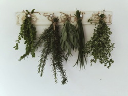 hannya09: Melissa, Rosemary, sage, chives and oregano.