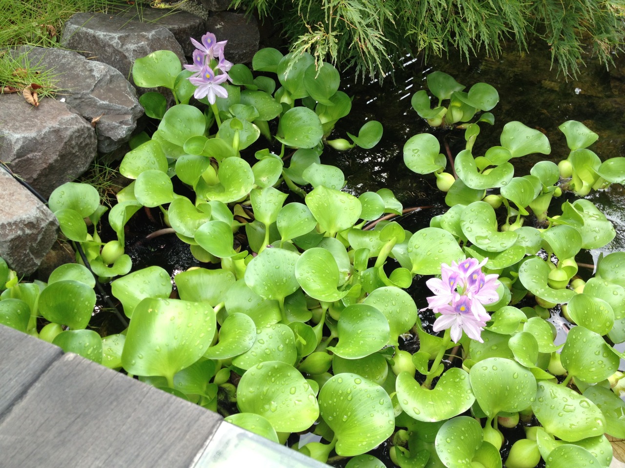 zay4ik:  water hyacinth