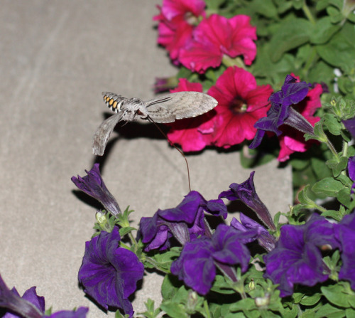 The 5 Spotted Hawk Moth dines at nightSource: Diane Williams’s Photography