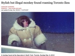 emilyisobsessed:  #stylish but illegal monkey found roaming toronto ikea 