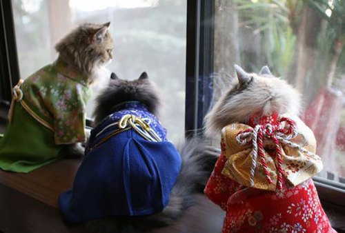 peachesatthedisco:tinyredbird:boredpanda:Cats In Kimonos Are A Thing In Japanthis is my lightthis is