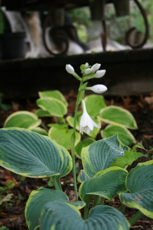 Our Hostas Are Looking Nice. But We Have One Really Giant Fuzzy Plant. I Think We’ll Keep Him.