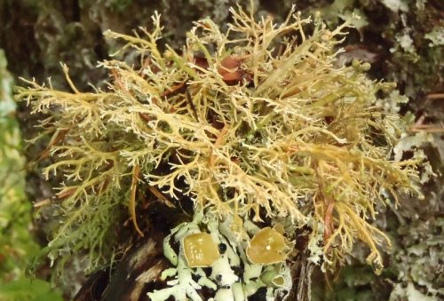 Sphaerophorus venerabilisOldgrowth coral lichen, ancient coral lichenimages: source | source | sourc