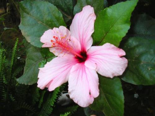 MALVACEAE FAMILY: Hibiscus is a classic example of the Malvaceae family (3-5 partially united stepal