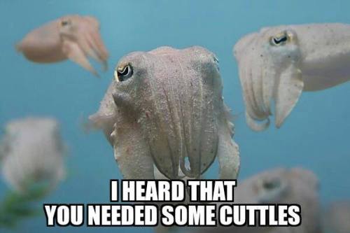 beyondtheseablog:We could all use a little more cuttling right? 