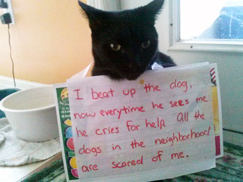 things-inbetween:boredpanda:20+ Asshole Cats Being Shamed For Their Crimes