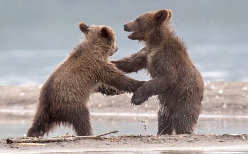 magicalnaturetour:  Wildlife photographer Sergey Ivanov took this photo of boogying bears during a visit to Kuril Lake, Kronotsy Game Reserve, Russia Picture: SERGEY IVANOV / CATERS NEWS (via Animal photos of the week - Telegraph)