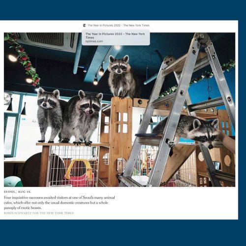 I am honored and surprised to have a photo from my Animal Cafes in South Korea assignment included in the @nytimes Year in Pictures. I am grateful to my editor
@AmyKellner for her support and patience and to the @nytmag / @KathyRyan...