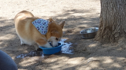 omelettethecorgi: Cooling off their paws on this hot day. @bebopthecorgi 