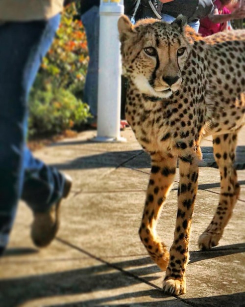 Yesterday was bring a cheetah to work day! Nice!#wildlife #cheetah #cat #cats #kitty#yourcatphot