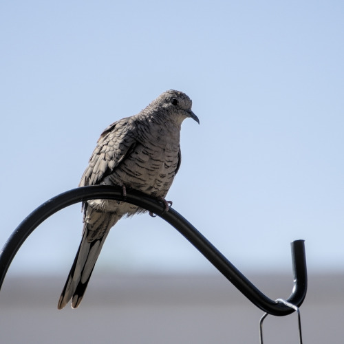 ajaxbird:blue grey, inca dove