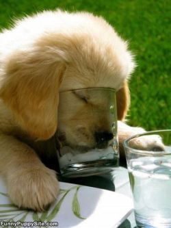 awwww-cute:  On The Rocks Please!!! (Source: