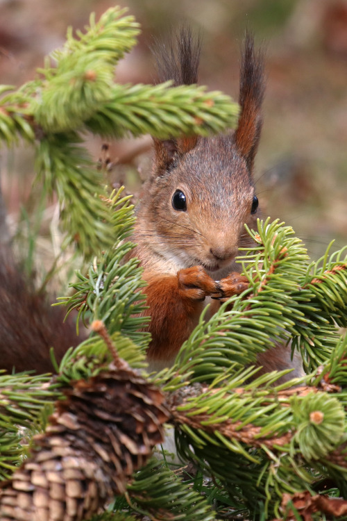 Red squirrel/ekorre. Värmland, Sweden (April 30, 2022).