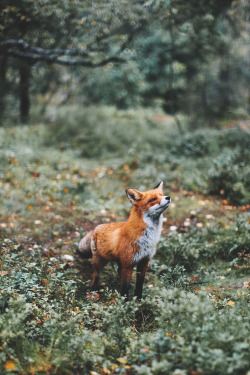 lsleofskye:  That fox | alex.mazurov