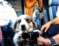 crimsonbehelit:  lynzeestaussofficial:  looks like we’re in for a *ruff* landing lmao   