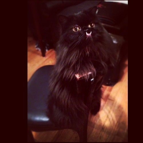 princessmonsterblog:  #PrincessMonsterChairDancer PrincessMonsterTruck.com 