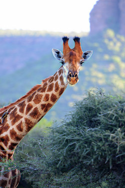 Wildlife World Zoo