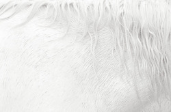 minimalwhite:White Horses by Drew Doggett