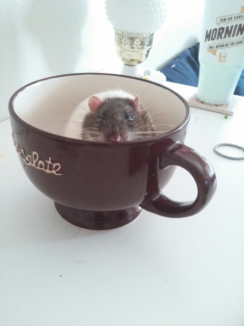 stinkyratties:  creature has taken to napping in the giant mug on the desk