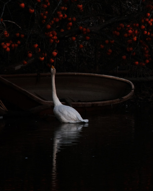 ishikorokoroishi:swan#swan#marsh#nature#instagram#instaphoto#instagood#cooljapan#japan#naturephotogr