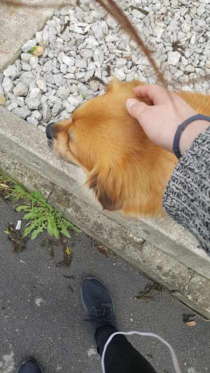 This fluffy pupper lives near my school, and sometimes on my way home i see him and he comes and gre