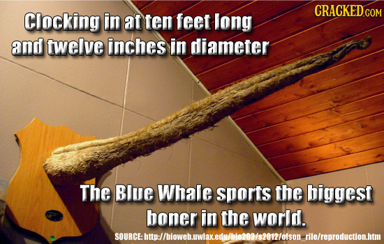 cracked:   28 Real Animal Abilities You Won’t Believe