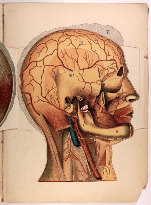 michaelmoonsbookshop: The Anatomy of the Human Head and Neckgraphically illustrated by means of supe