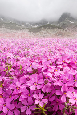 banshy:  Blooming Mountain | Adrian Borda   