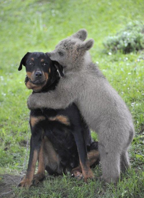 pleatedjeans:22 Animals That Really Need a Hug Right Now