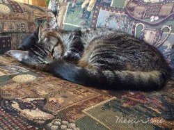 meowtime:  Caught Sarge napping - and camouflaged - in his chair.