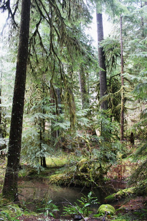 bright-witch: Hinterlands ◈ Pacific Northwest photography by Michelle N.W. ◈ ◈ Print Shop ◈ Blog ◈ F
