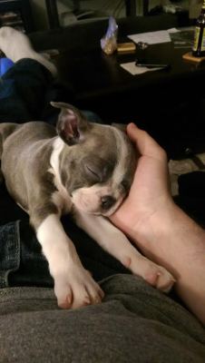 awwww-cute:  He fell asleep with his head in my hand