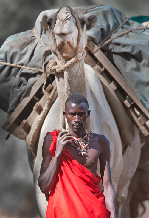 senjukannon: A man from the Maasai tribe steers his camel forward in northern Kenya. Photo by Dale M