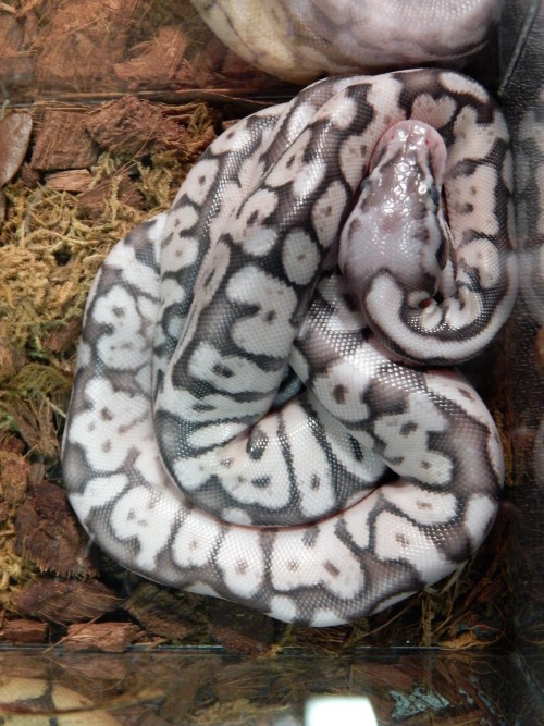 toocutesnoots: Ball Pythons part II, from the Columbia Repticon Woah- what morph is the first one? A